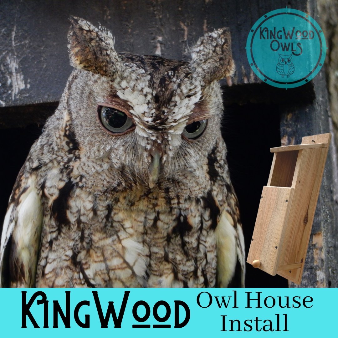 KingWood Owl House Box Install For Screech Owl Nests