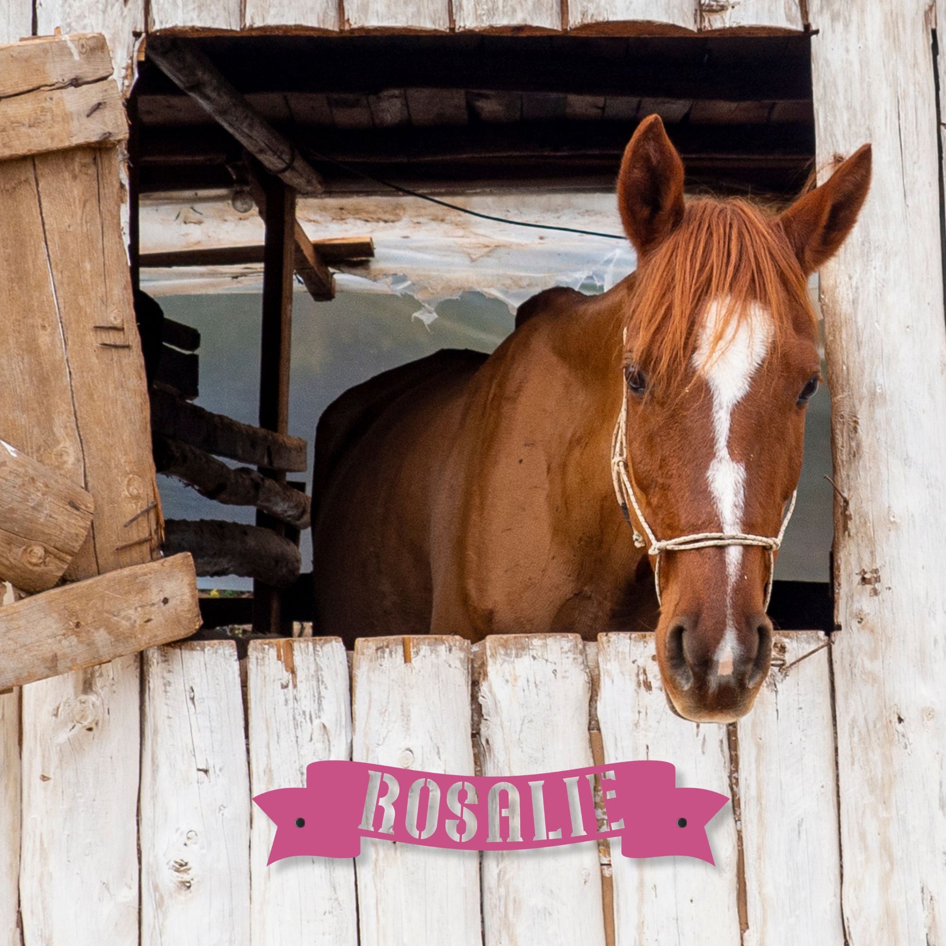Horse peeking out from a wooden stable with a pink nameplate labeled 'Rosalie'.