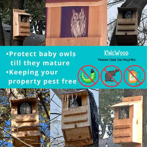 Kingwood Premium Owl House Box protect baby owls