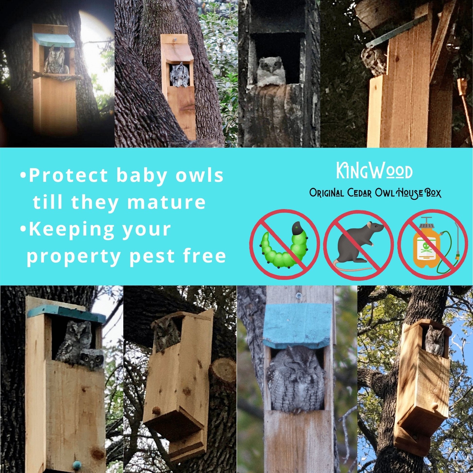 KingWood Original Owl House Box Protect Baby Owls