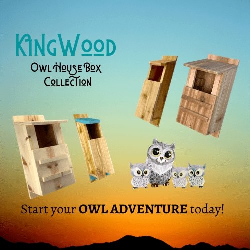 KingWood Owl House Box Collection 